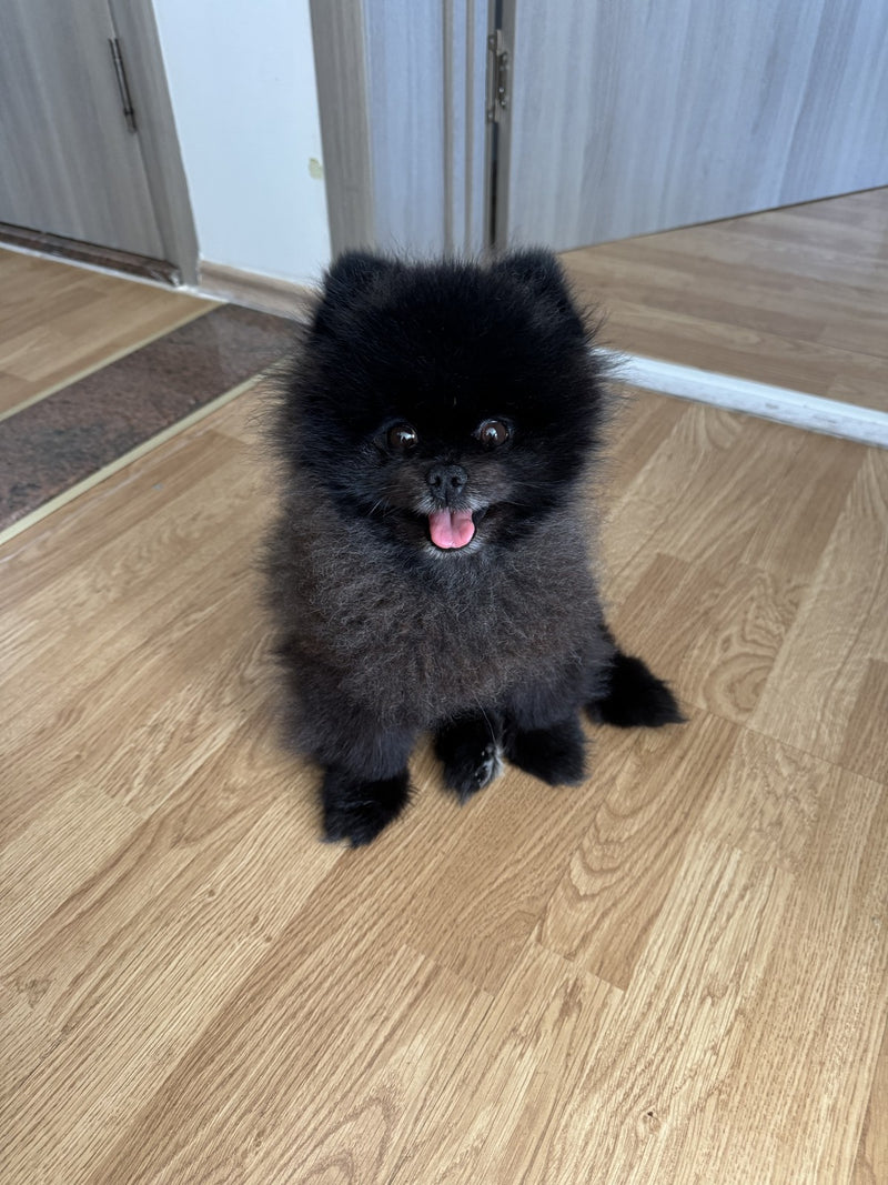 Handyfoto eines schwarzen Pomeranians auf Holzboden – Ausgangsfoto für ein Haustierporträt